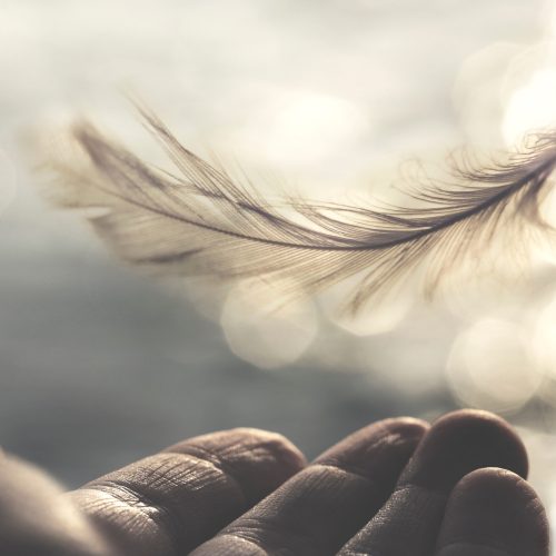 meeting between a delicate feather of a woman's hand